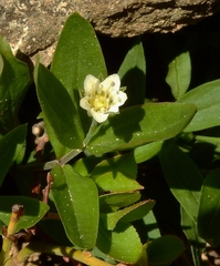 Moehringia macrophylla