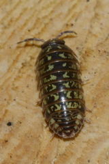 Armadillidium pictum