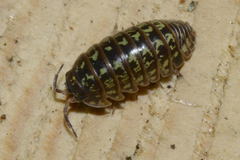 Armadillidium pictum