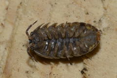 Armadillidium pictum