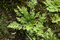 Selaginellaceae