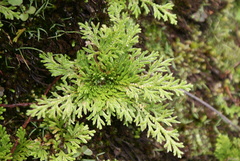 Selaginellaceae