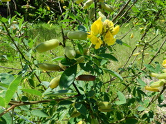 Crotalaria micans