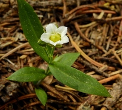 Moehringia macrophylla