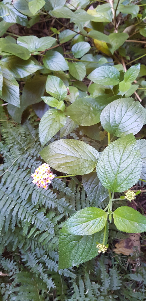 common lantana from 3360 Nerang Murwillumbah Rd, Natural Bridge QLD ...