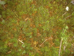 Polytrichum pallidisetum