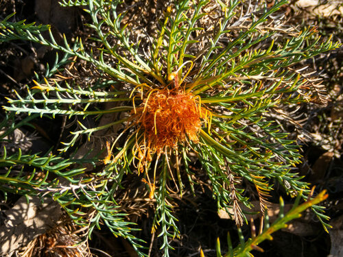 Banksia fraseri (R.Br.) A.R.Mast & K.R.Thiele