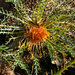 Banksia fraseri - Photo (c) Caroline Telfer, some rights reserved (CC BY-NC), uploaded by Caroline Telfer