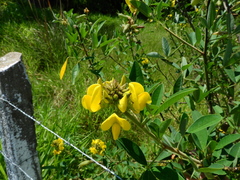 Crotalaria micans