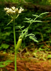 Conioselinum scopulorum