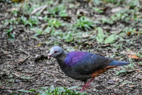 Grey-fronted Quail-Dove (Geotrygon caniceps), photo 8