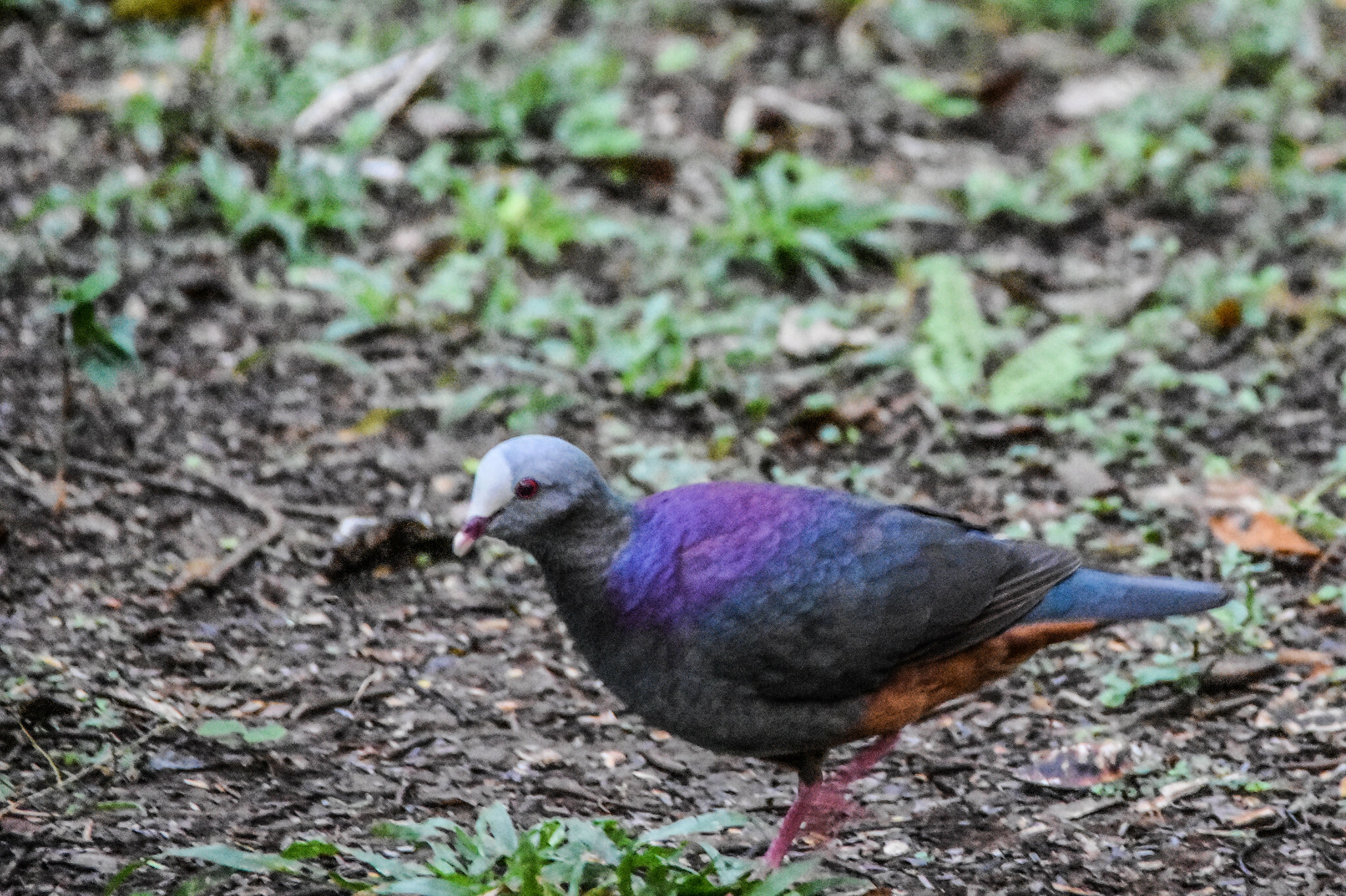 Grey-fronted Quail-Dove (Geotrygon caniceps), photo 7