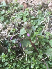 Lamium purpureum purpureum