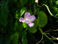 Magnoliopsida