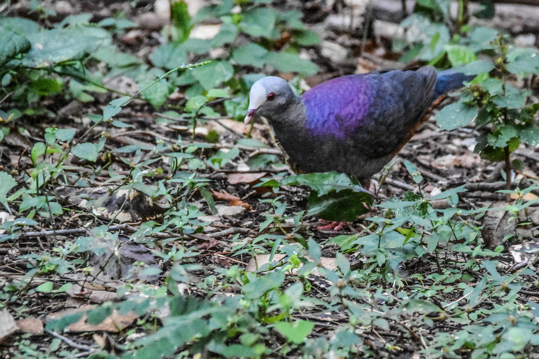 Grey-fronted Quail-Dove (Geotrygon caniceps), photo 8