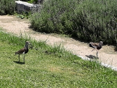 Vanellus chilensis