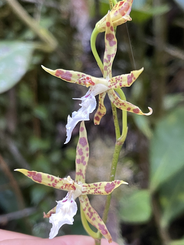 Aspidorhinum Oncidium