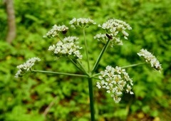 Conioselinum scopulorum
