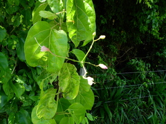 Magnoliopsida