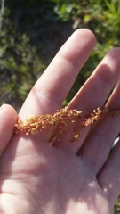Rumex hastatulus
