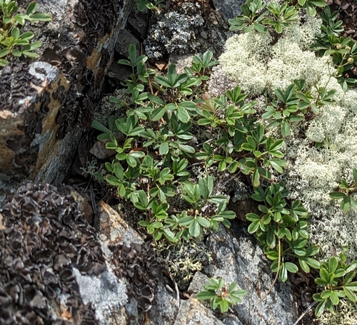 Sibbaldia tridentata, photograph 1