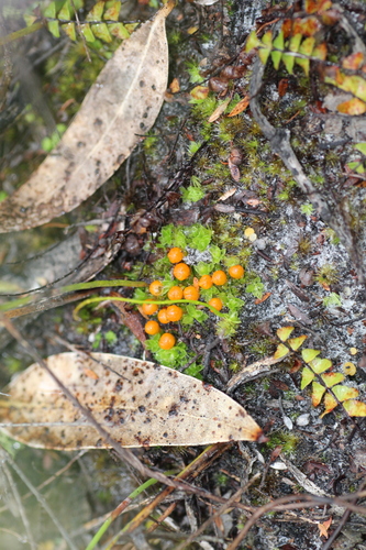 Image of Pleurophascum occidentale by (c) Em Lamond, some rights reserved (CC BY)