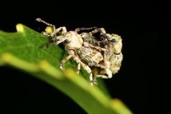 Brachyolus punctatus