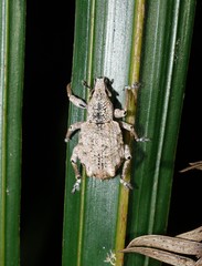 Catoptes binodis