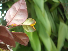 Austropuccinia psidii image