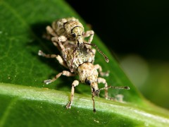 Brachyolus punctatus