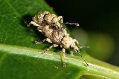 Brachyolus punctatus