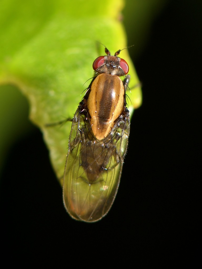 Allophylopsis