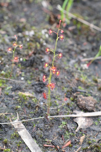 Image of Drosera microphylla by (c) Em Lamond, some rights reserved (CC BY)