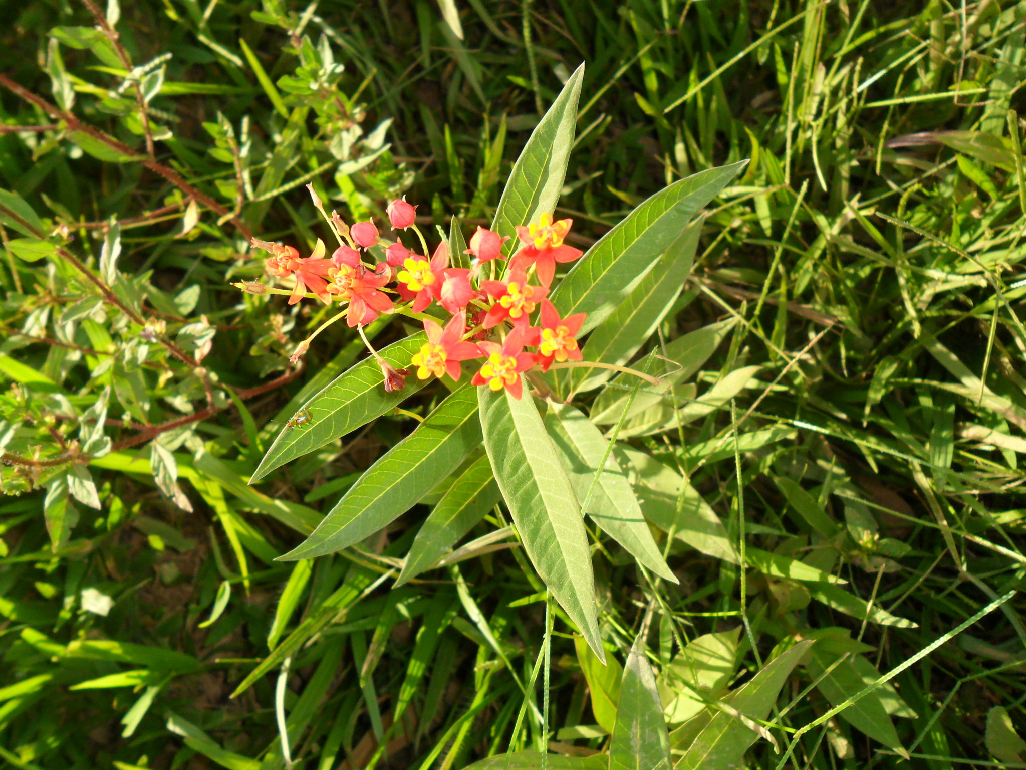 Asclepias curassavica