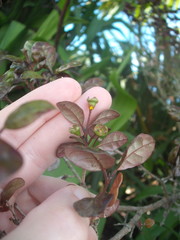 Austropuccinia psidii image