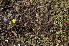 Crocidium multicaule