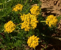 Lomatium grayi