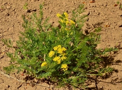 Lomatium grayi