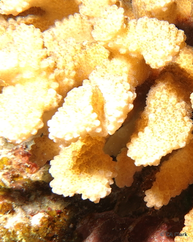 Hapalocarcinus marsupialis observed 2023-07-10