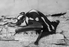 Glauconycteris superba