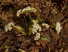 Lomatium linearifolium