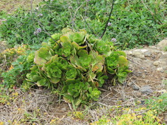 Aeonium glutinosum image