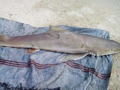 Mustelus mustelus