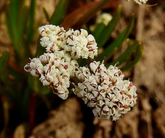 Lomatium linearifolium
