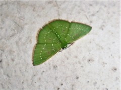 Lissochlora