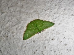 Lissochlora