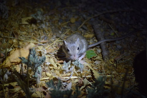 Desert Pocket Mouse