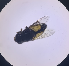 Eristalina