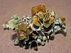 Parmotrema submarginale