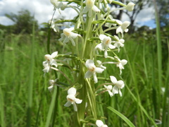 Habenaria zambesina